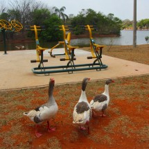 Geese in the Parque da Cidade
